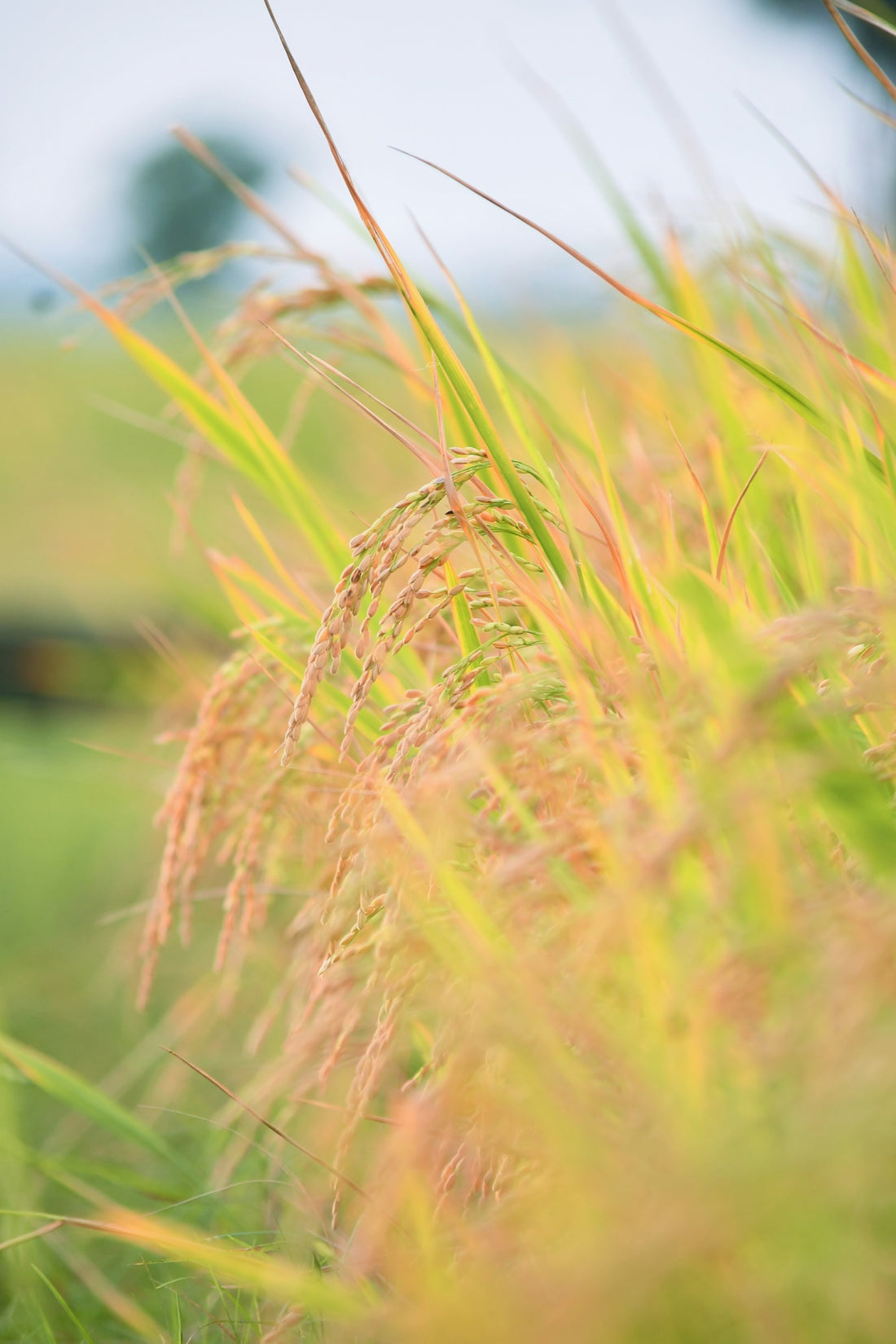 a close up of some grass in a field